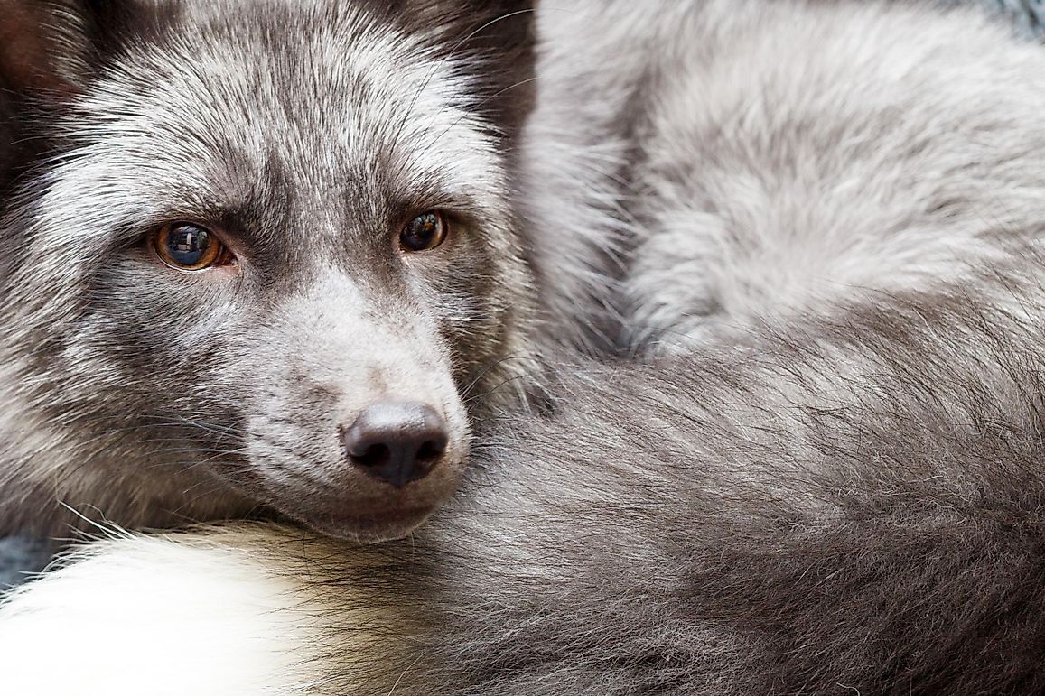 What Is The Silver Fox Experiment?