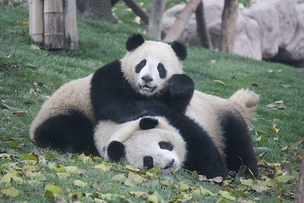 The World's Most Famous Living Giant Pandas And Their Unique Life Stories