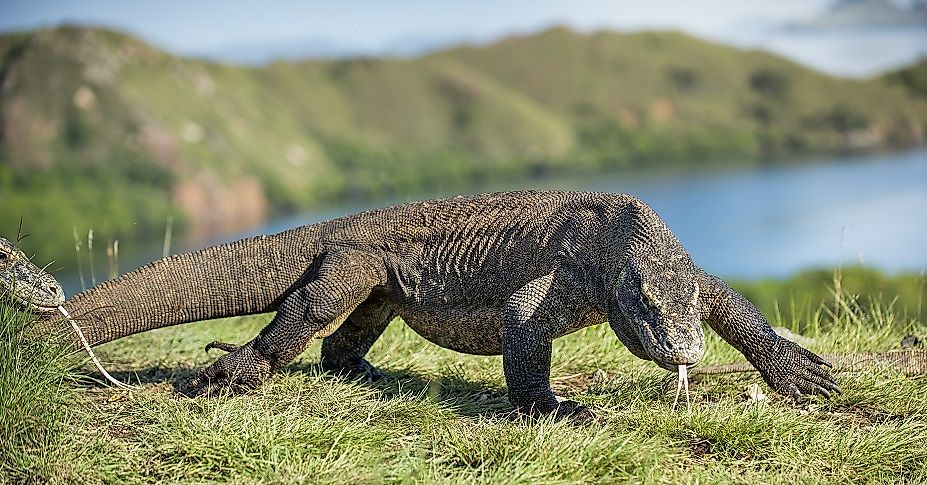 Native Reptiles Of Indonesia