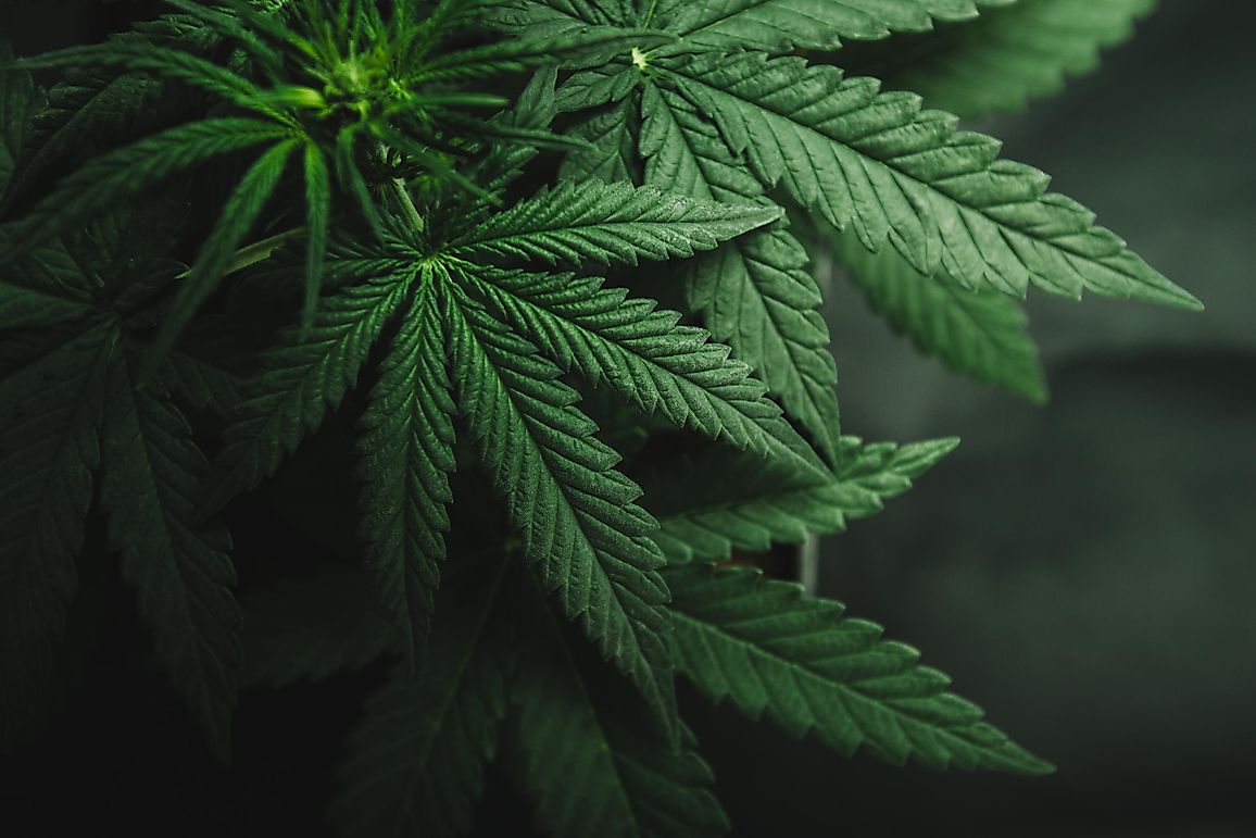 Canadians Spend Billions On Cannabis Every Year