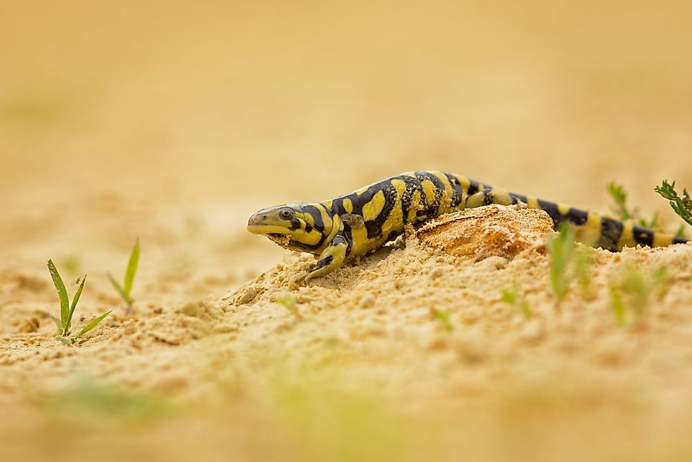 What is the Illinois State Amphibian?