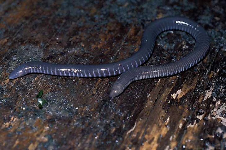 Amphibians Of The Central African Republic