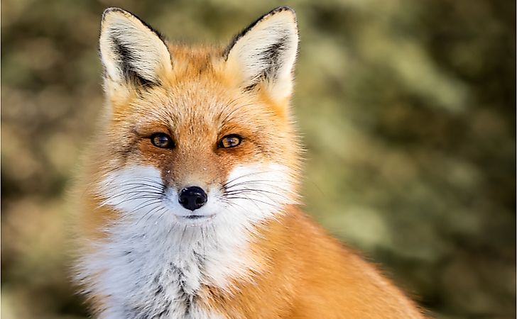 10 Animals Found In Kentucky