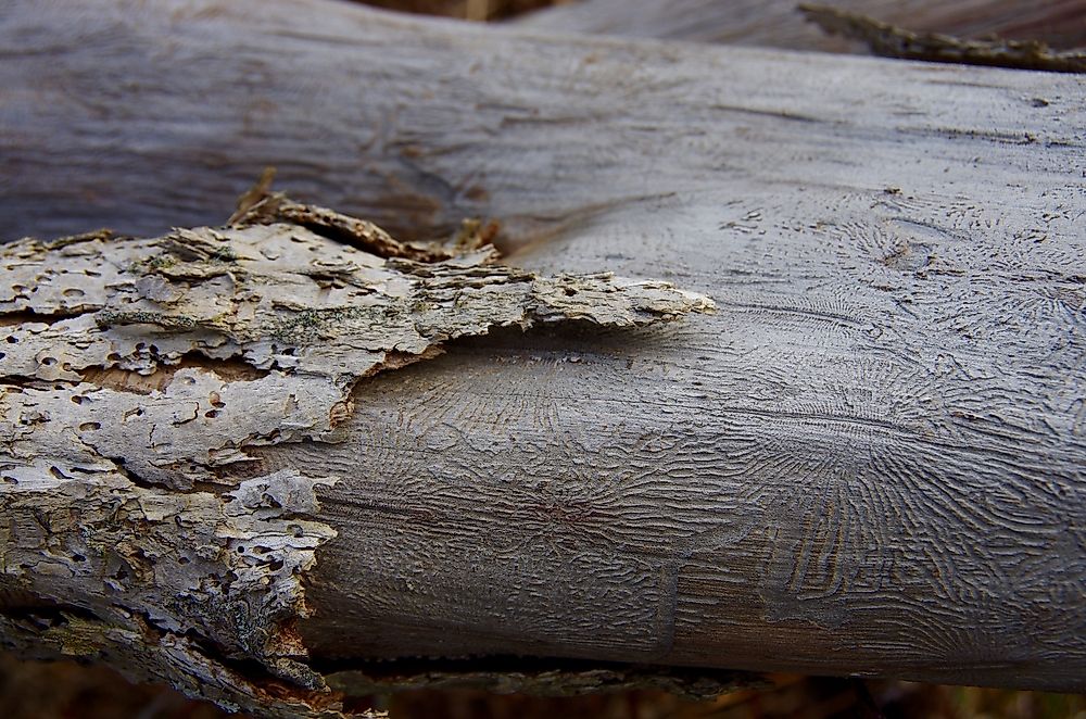 What Is Dutch Elm Disease?