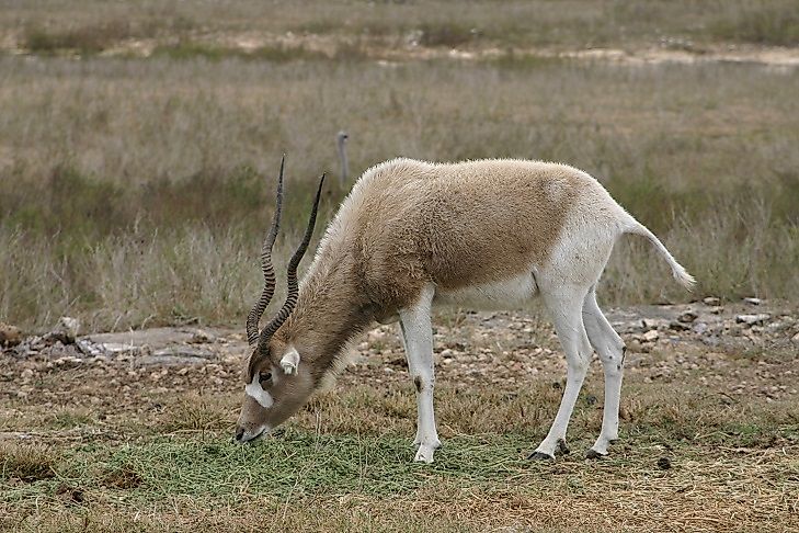 Egypt's Endangered Mammals