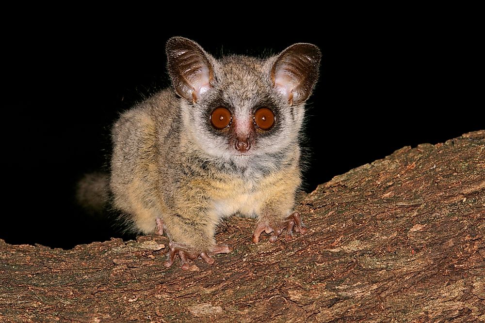 Bushbaby Facts Animals of Africa