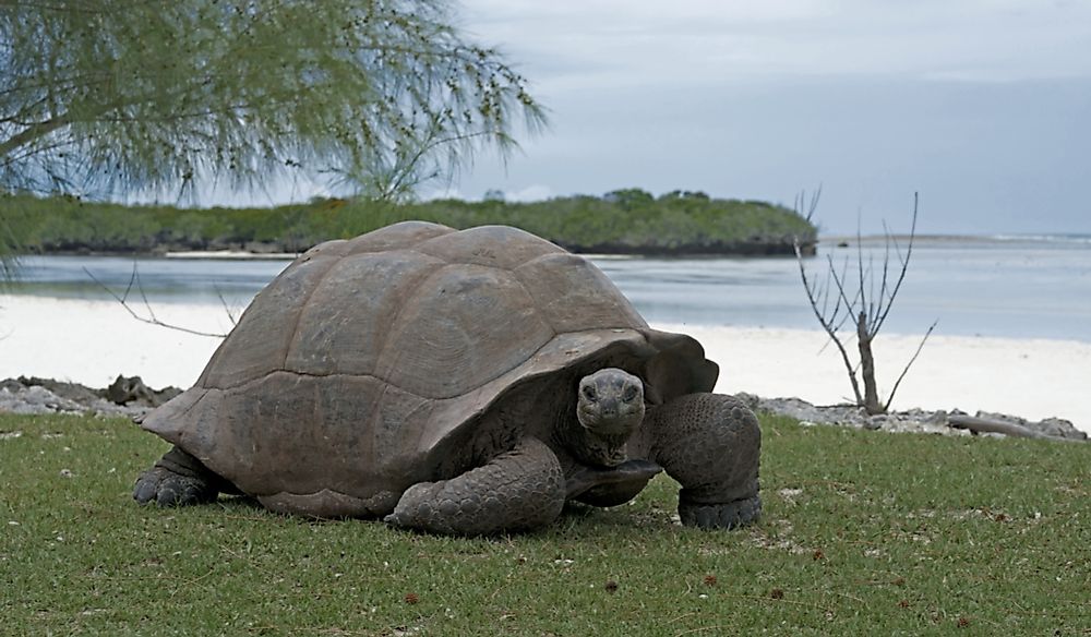 How Many Species Of Tortoises Are There?