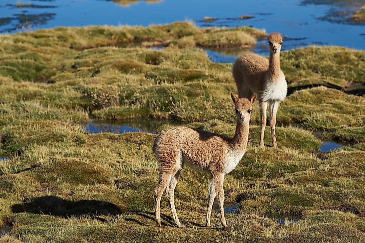 Lauca National Park Of Chile