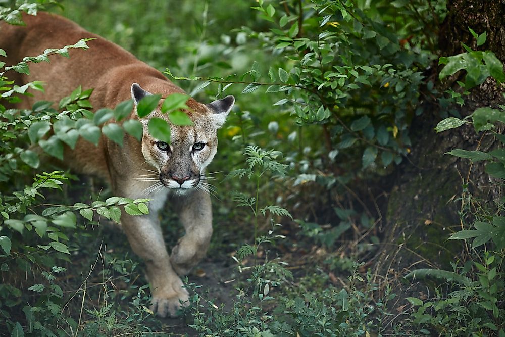 Are Cougars and Mountain Lions the Same Thing?