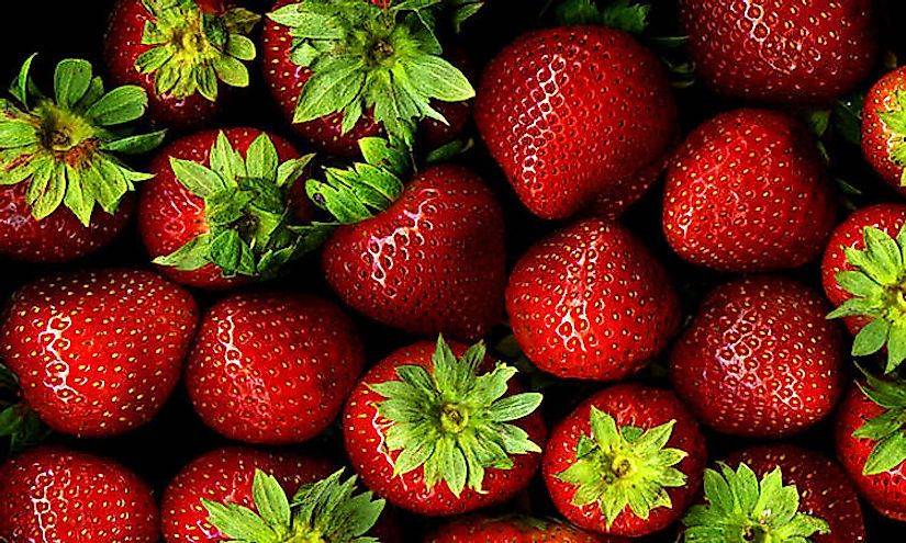 Strawberry Variety Comparison Chart