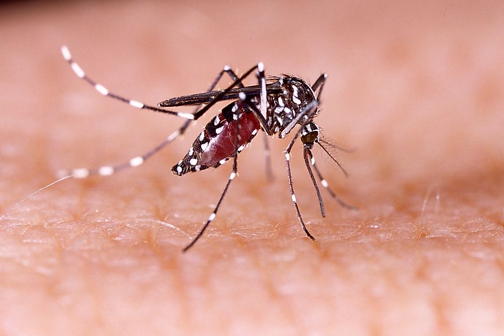 What is Dengue Fever? - Diseases Of The World