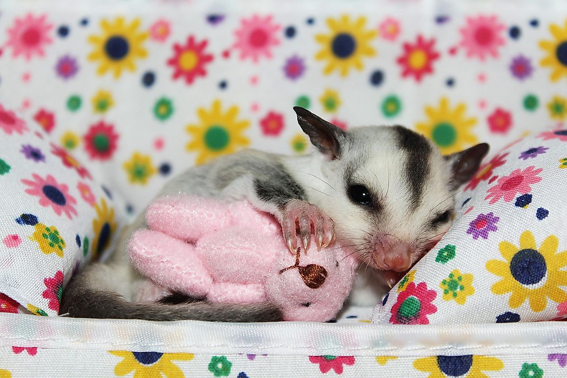 Is It Legal To Keep A Sugar Glider As A Pet?