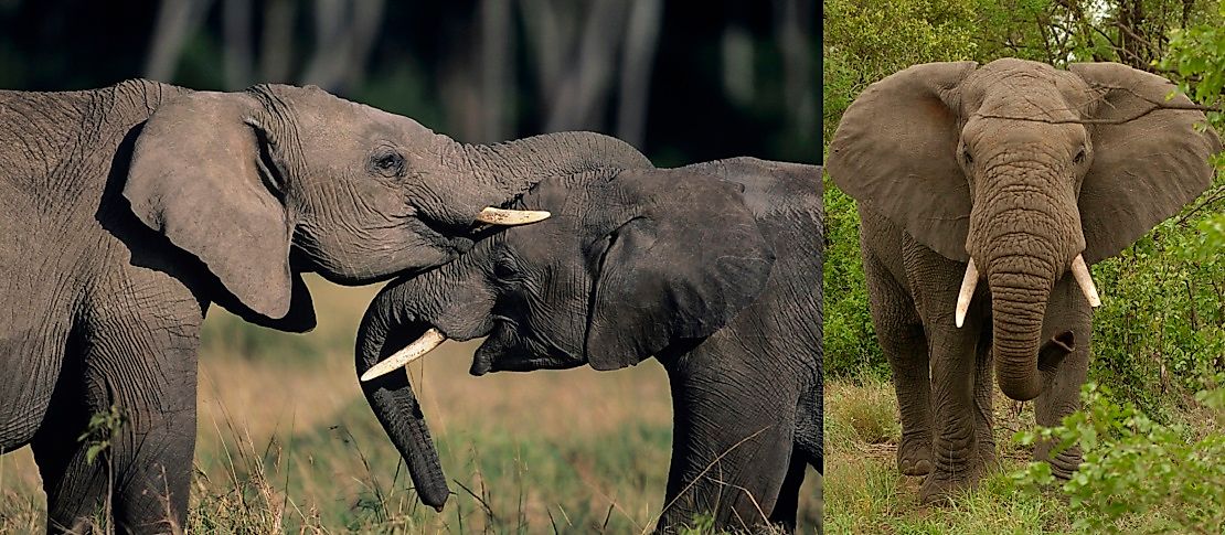Species Of Plants And Animals Affected Most By Illicit Wildlife Trafficking