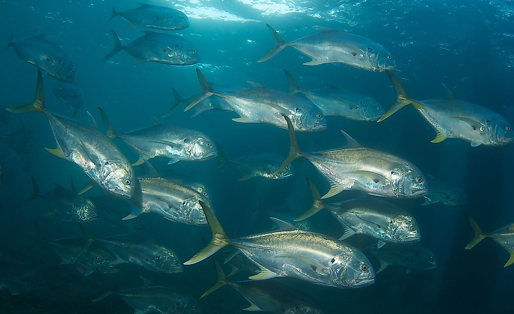 Native Fish Of Costa Rica