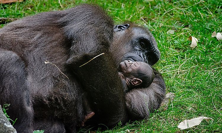 How Many Types Of Gorillas Are There?