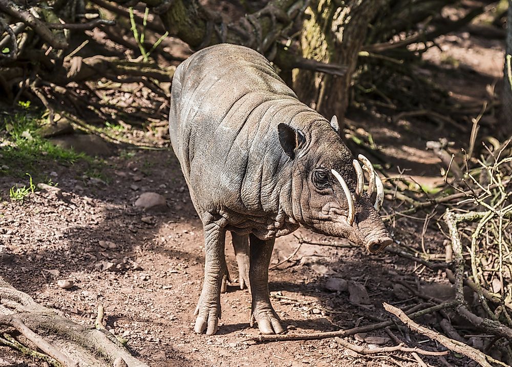Babirusa Facts: Animals of Asia
