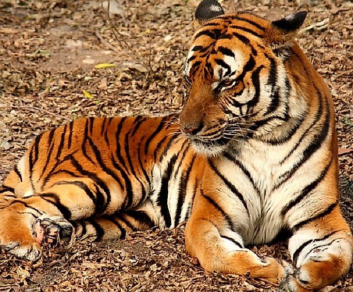 Most Threatened Tigers In The World