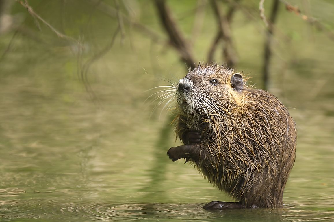 Muskrat Facts - North American Animals