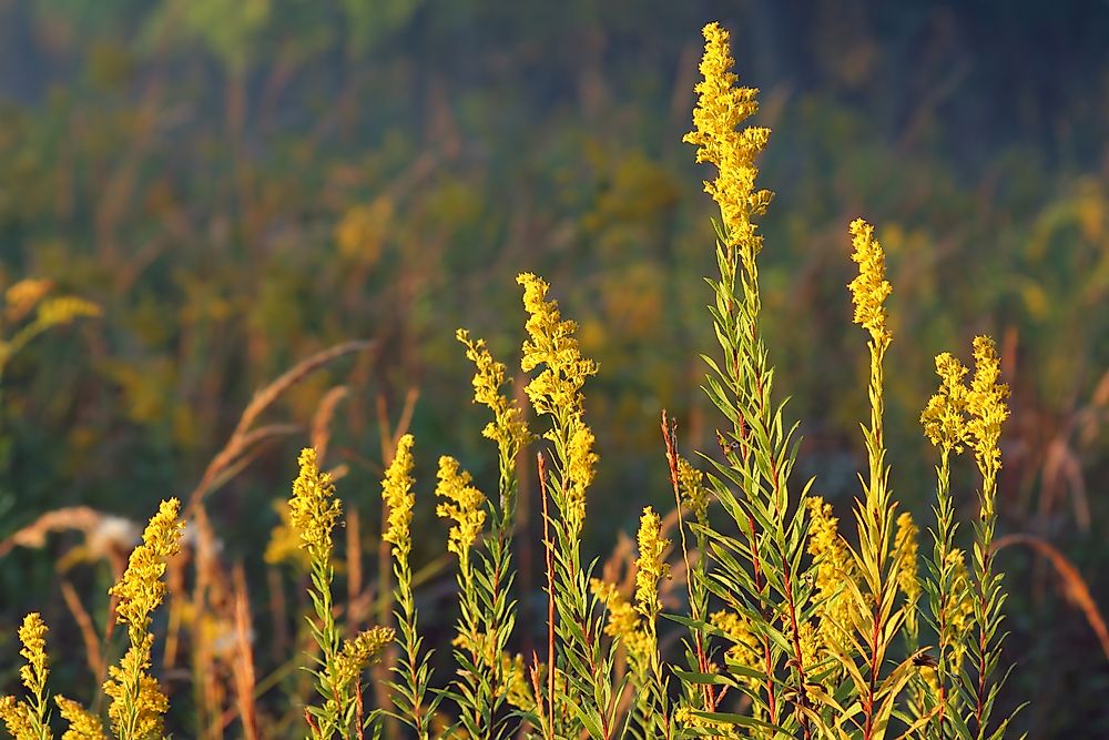 What Is The State Flower of Nebraska?