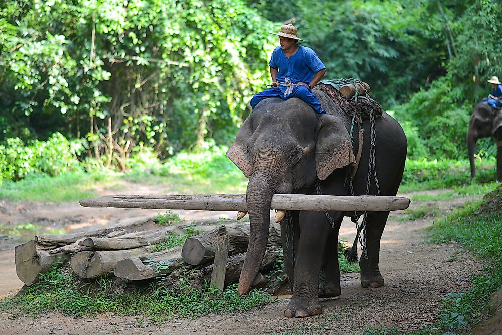Asian Elephant Facts: Animals of Asia