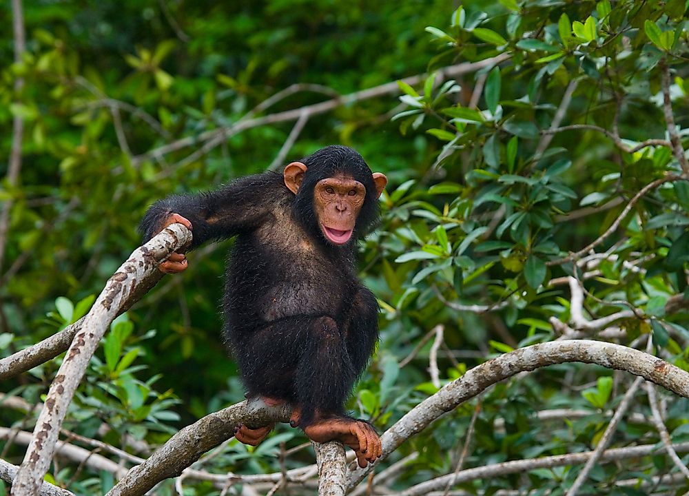The Four National Parks Of The Republic Of The Congo