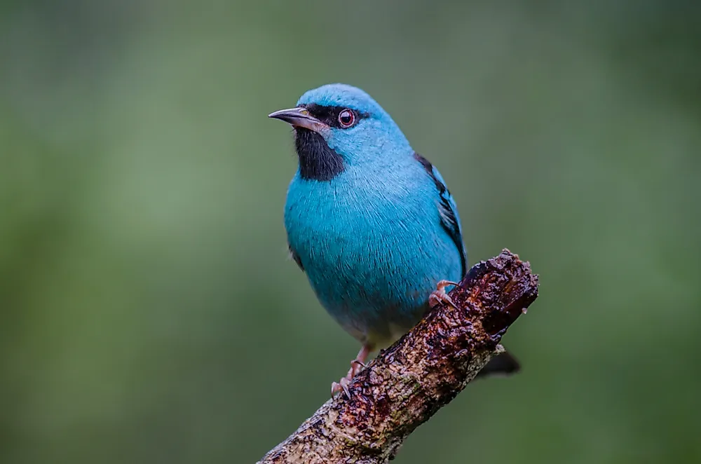 Blue Animals That Exist in Nature