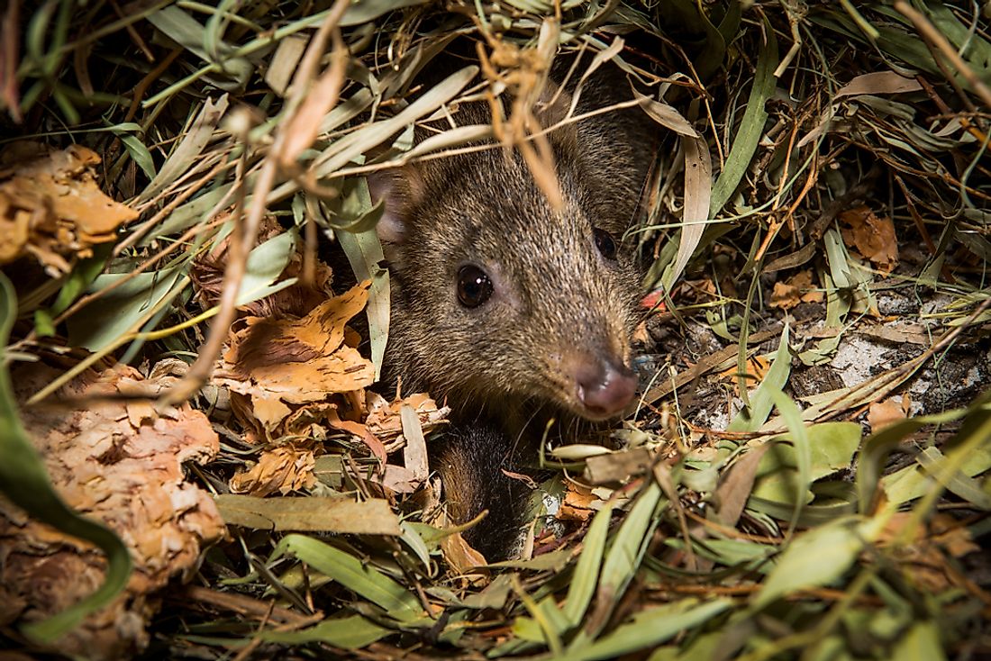 Endangered Mammals in Australia