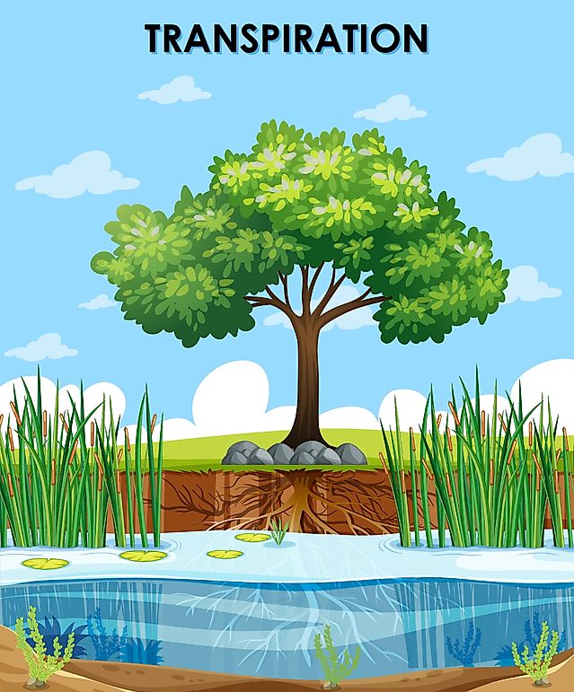 How Do Plants Respire?