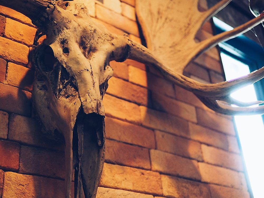 Trophy Hunting Species Imported to the US