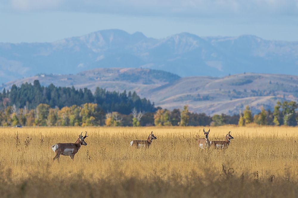 Animals That Live in the Grasslands