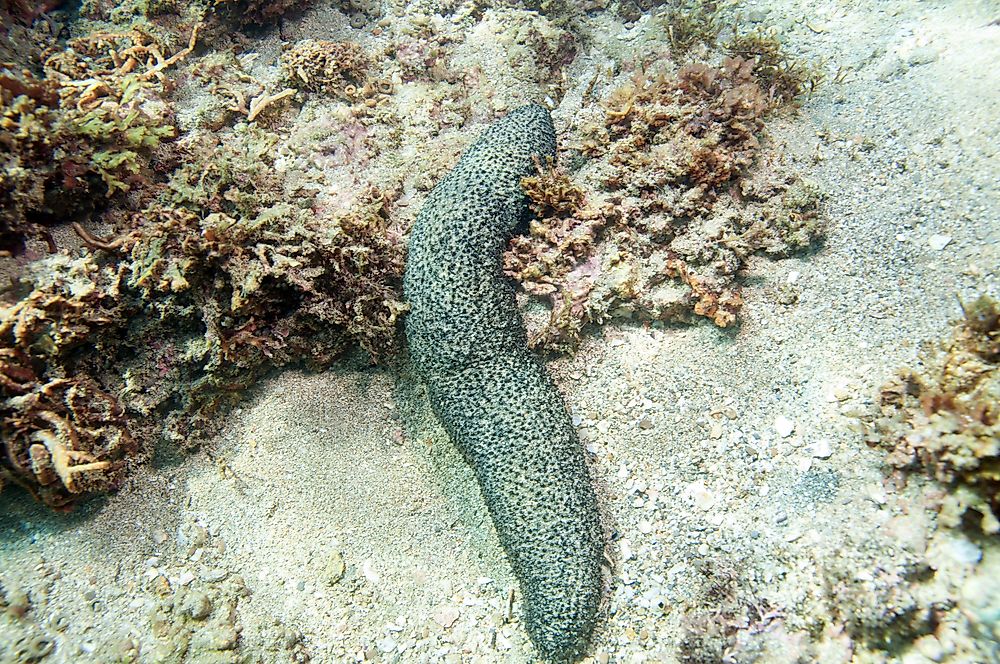 Sea Cucumber Facts - Animals of the Oceans