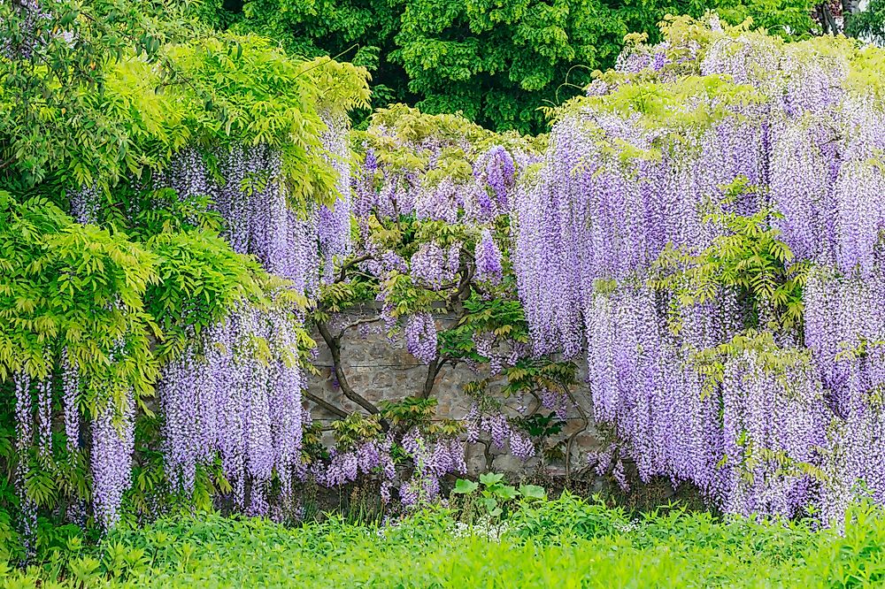 The Most Beautiful Flowers in the World - WorldAtlas.com