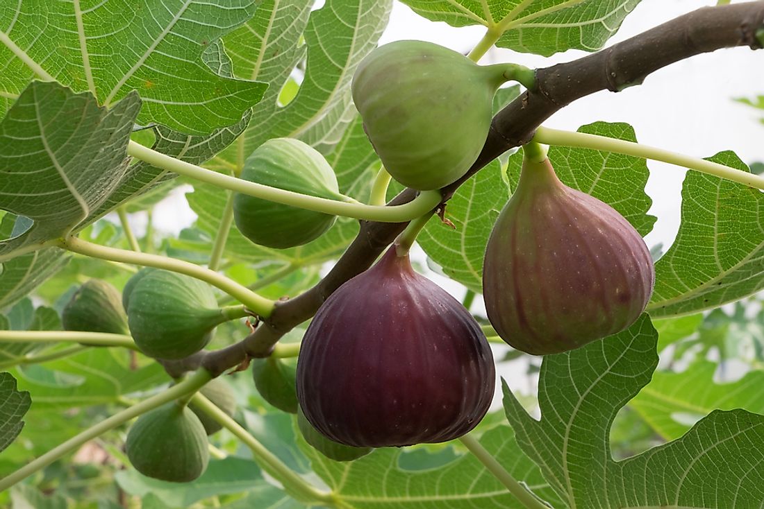 Image result for One of the first fruit crops to be cultivated were figs,