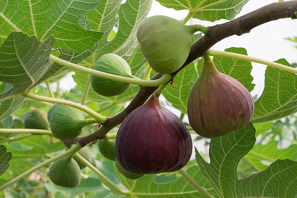 Image result for One of the first fruit crops to be cultivated were figs,