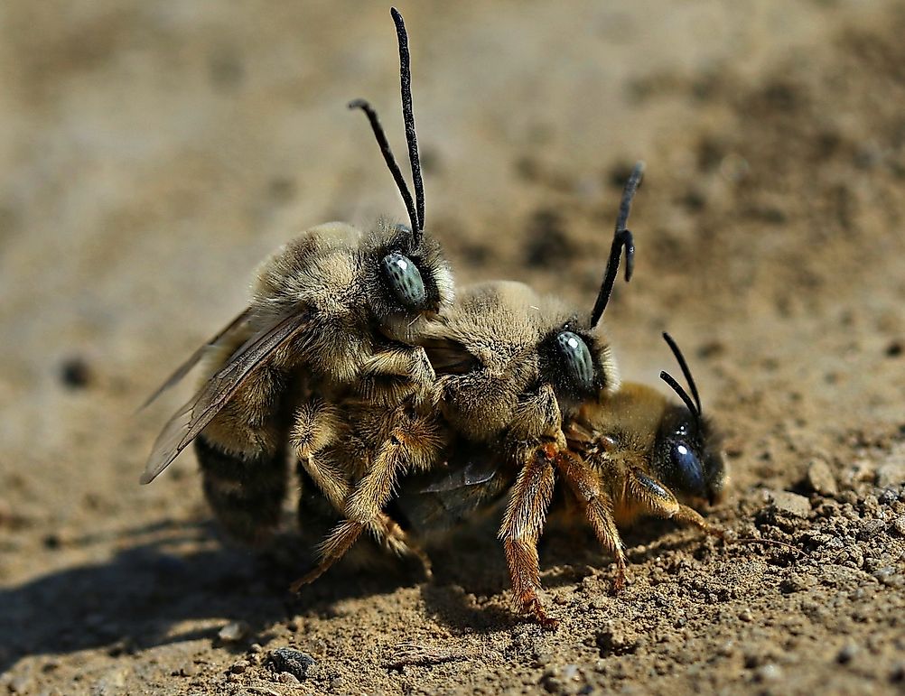 10 Bizarre Mating Behaviors Of Animals