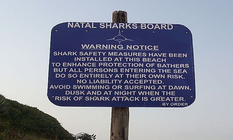 Shark Attacks In South Africa