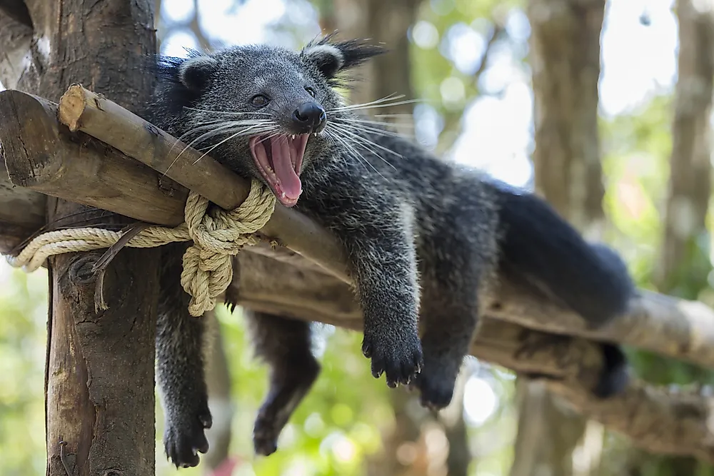 Bearcat Facts - Animals of Asia