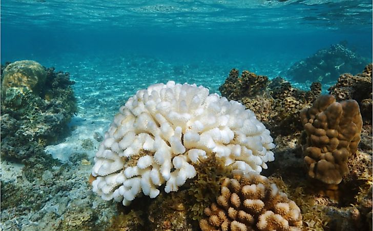 Can Corals Recover From Bleaching?
