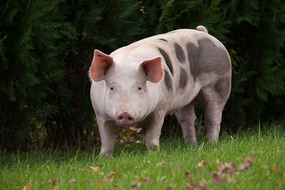 The 10 Species of Pigs