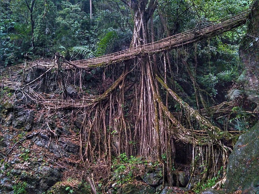 Amazing "Living Bridges" Face Threats