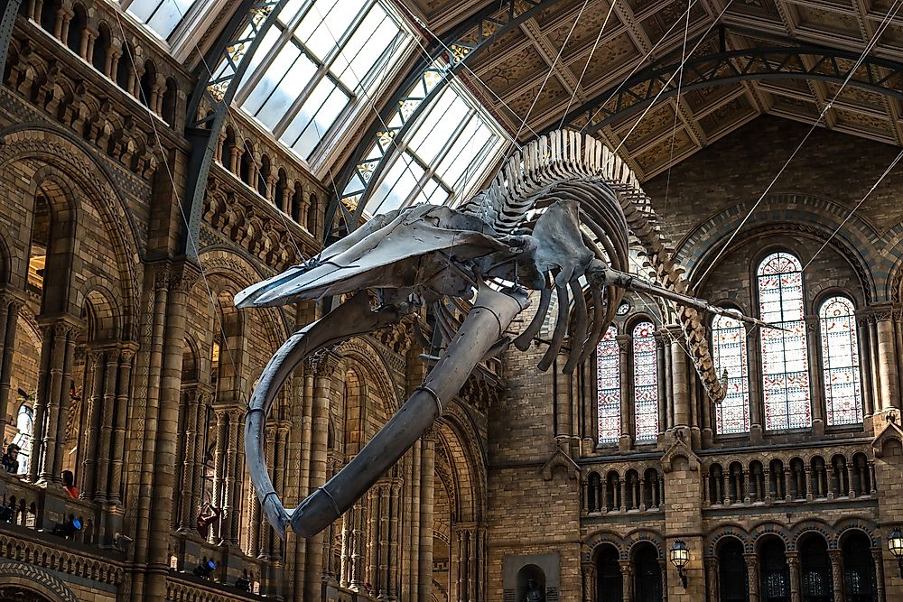 What Is A Natural History Museum And What Is Its Significance?