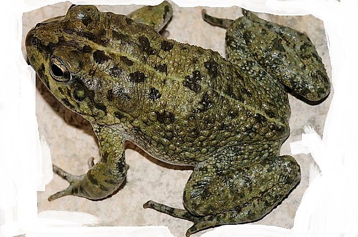 Amphibians Of Saudi Arabia
