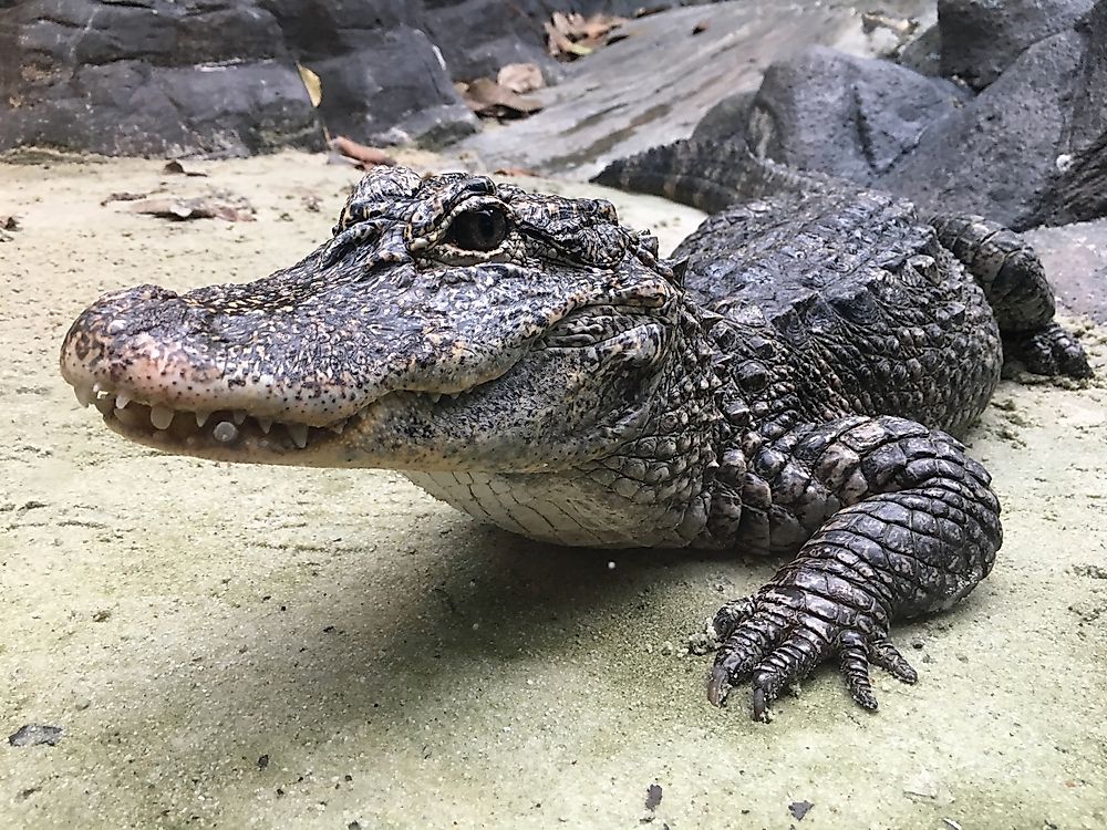 Chinese Alligator Facts - Animals of Asia