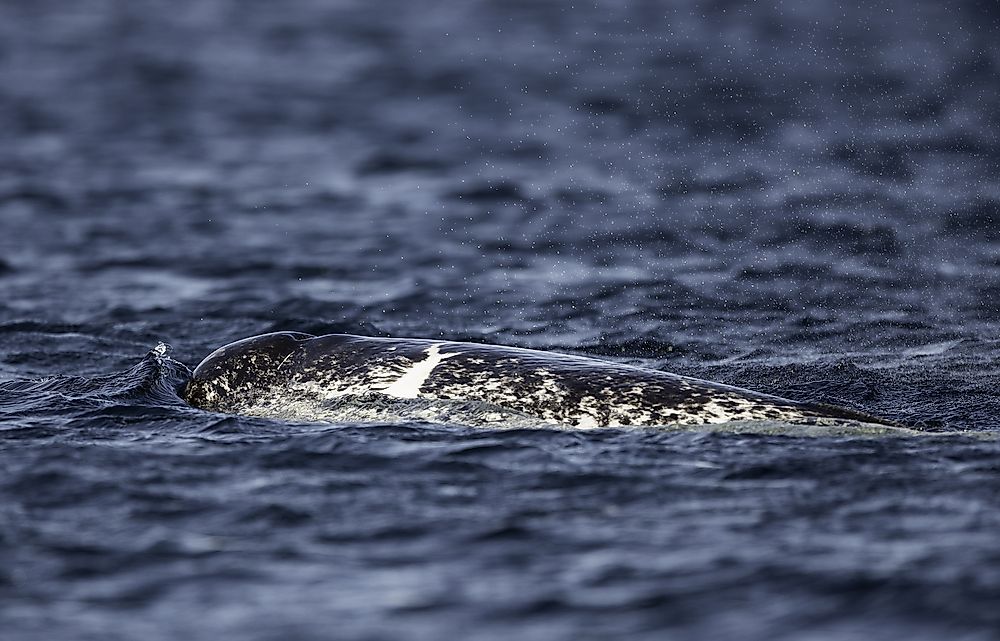 Where Do Narwhals Live?