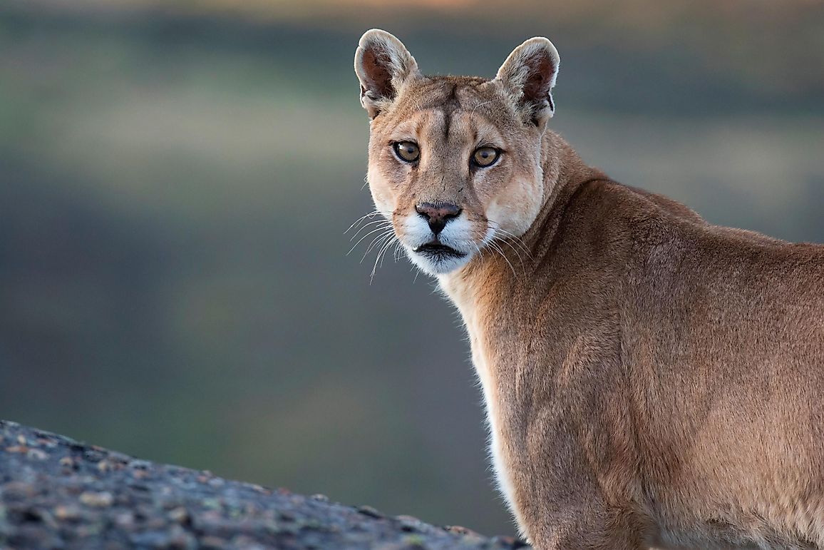 High Level of Mercury Found in Pumas Linked to Coastal Fog