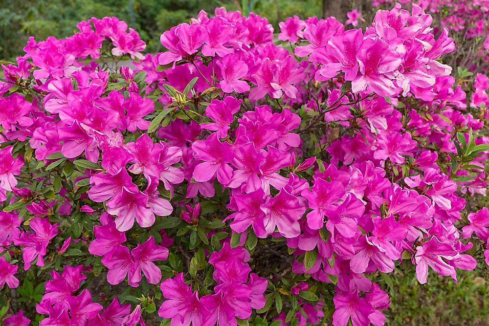 What Is The State Flower Of West Virginia?
