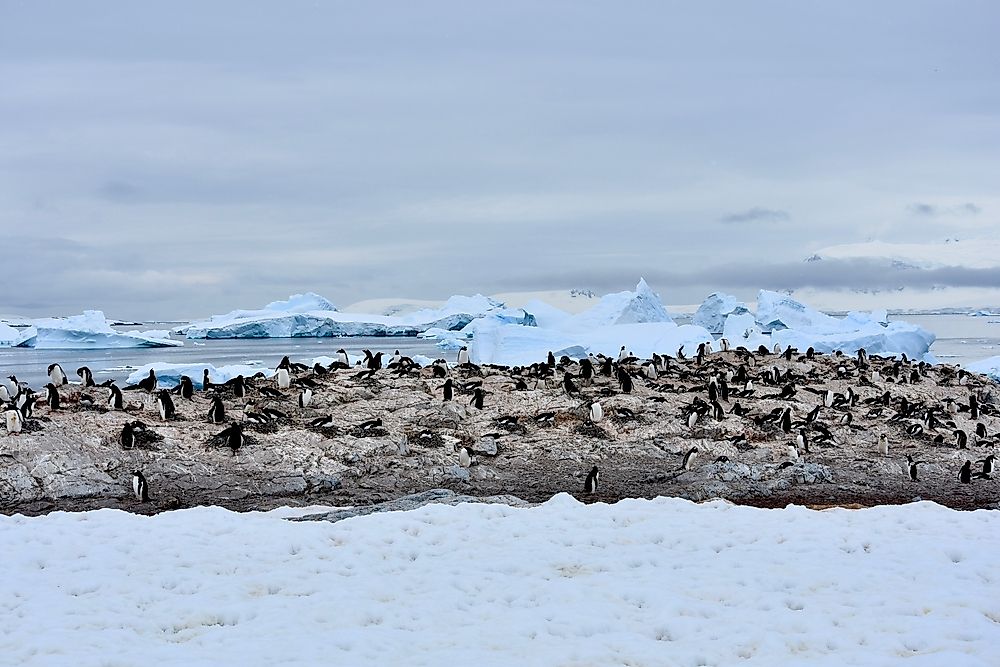 Where Do Penguins Live?