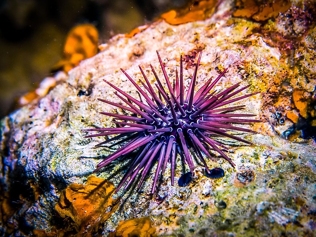 8 Sea Creatures That See Without Eyes