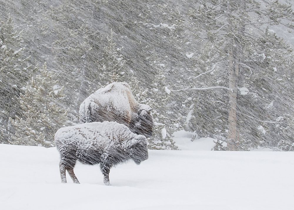 What Is A Blizzard?