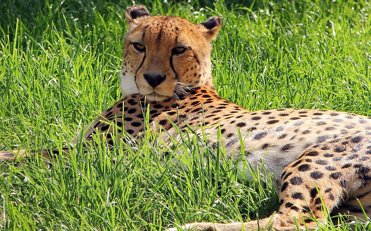 How Did India Lose The Cheetah?